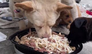 被自己家的狗狗锁住了