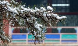今冬故宫第一批雪景照