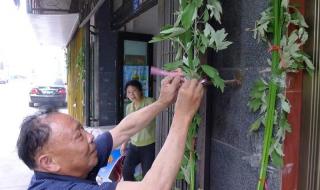 艾草挂门口有什么讲究