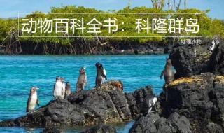 大多数企鹅生活在哪里